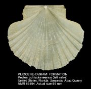 PLIOCENE-TAMIAMI FORMATION Pecten ochlockoneensis (2)
